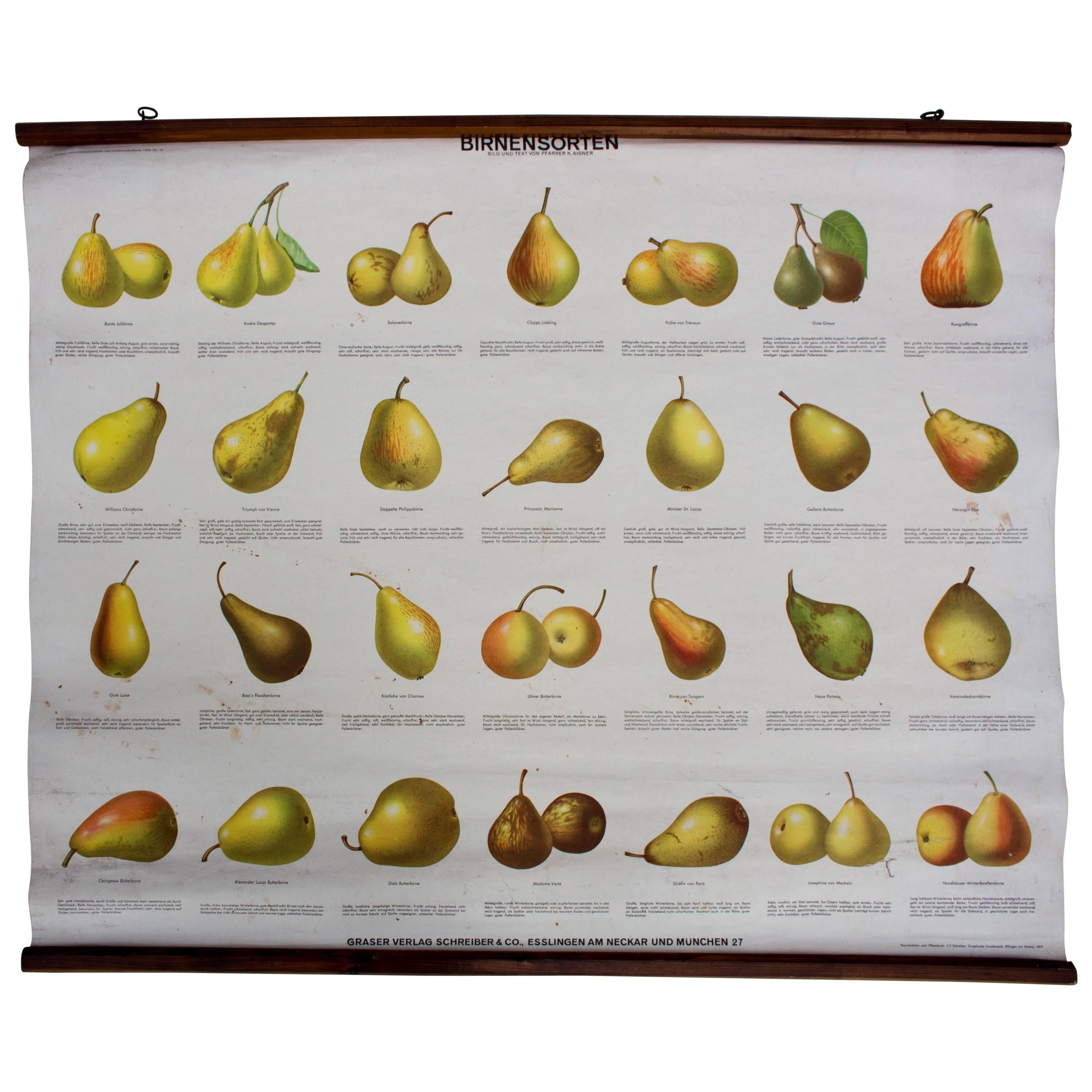 School Wall Chart Pear Varieties, Published by Schreiber & Co, 1952 For Sale