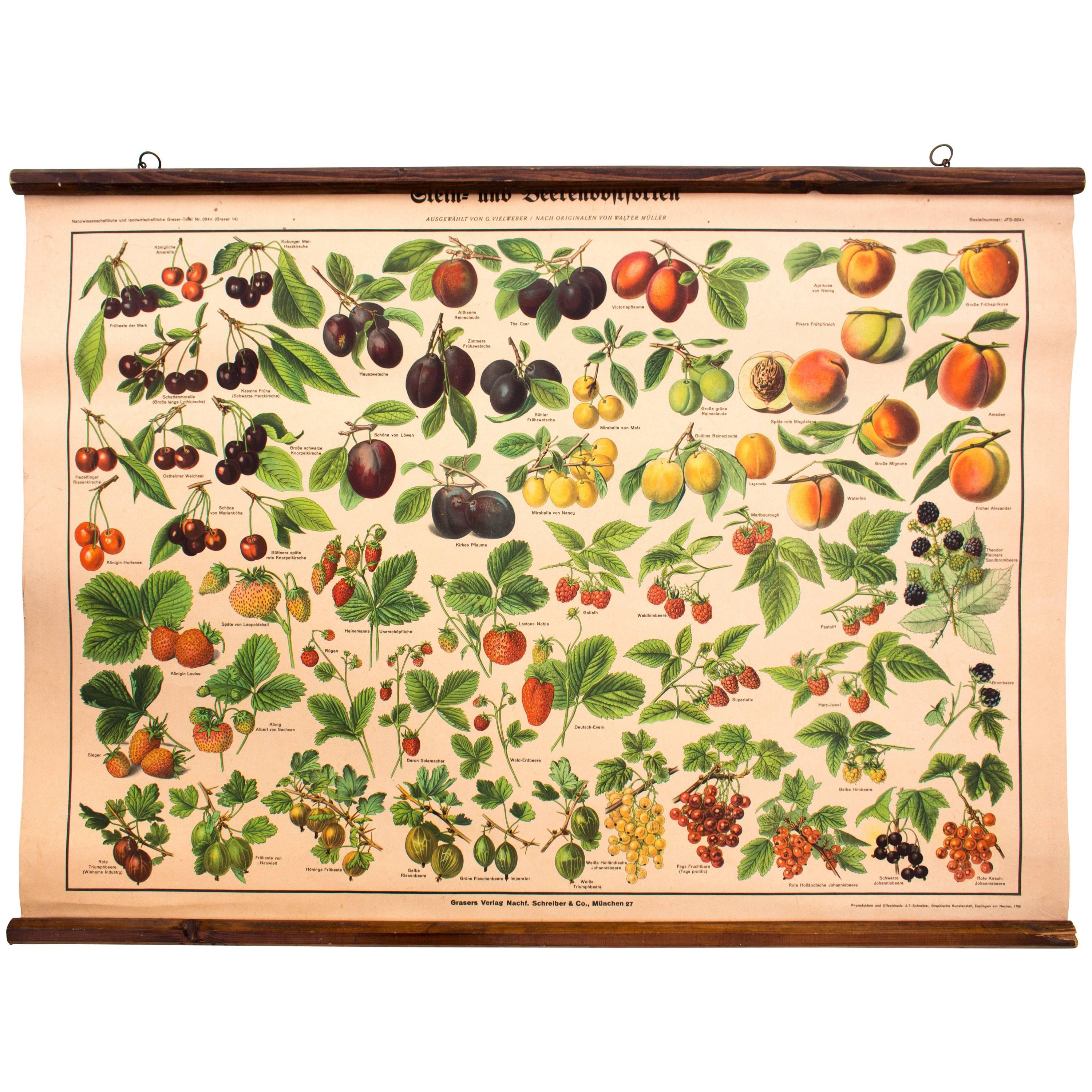 Stone Fruit and Berry Fruits, Educational Chart, Published by Schreiber, 1952 For Sale