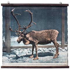 Antique Chromolithography, Vintage Wall Chart, Reindeer, 1916