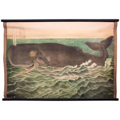 Wall Chart Whale, Lithograph by Karl Jansky, Böhmen, 1887