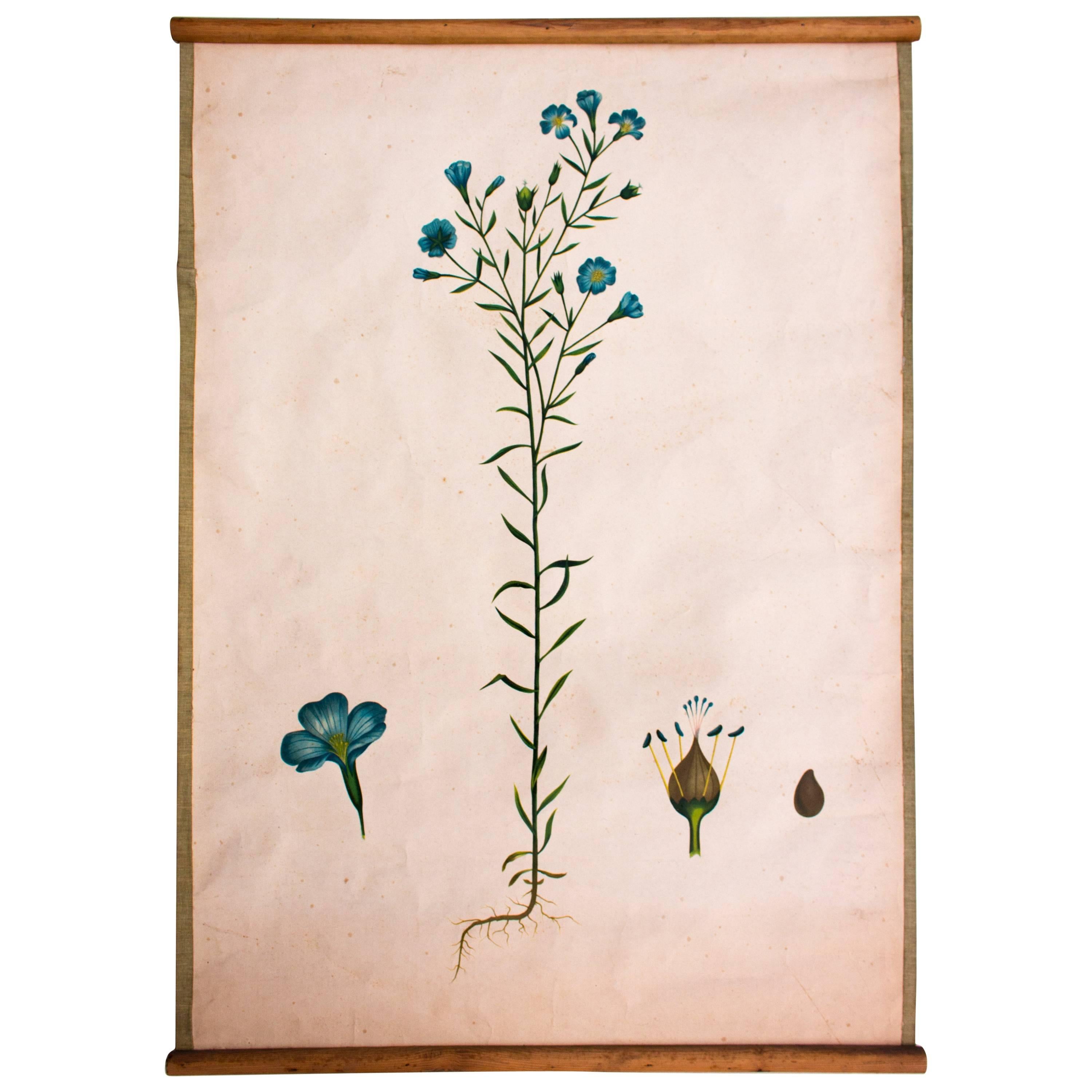 Rare Educational Chart, Flower, Lithograph, 1914 For Sale
