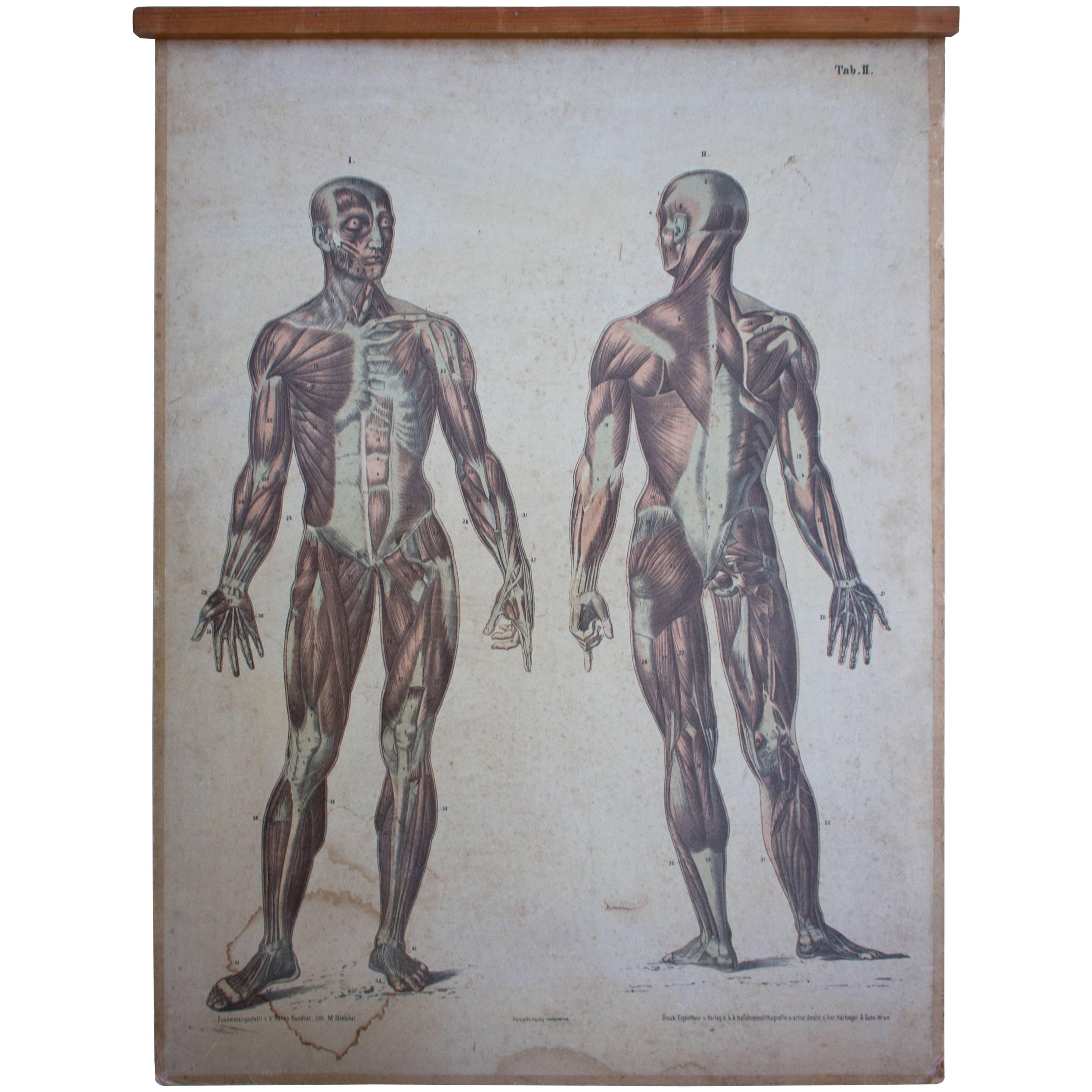 Rare Educational Chart, Muscles, Lithograph, 1899 For Sale
