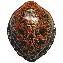 Rare Large Turtle Shell Sconce, circa 1960