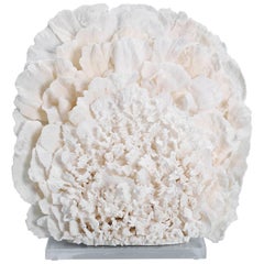 Large Coral Sculpture on Lucite