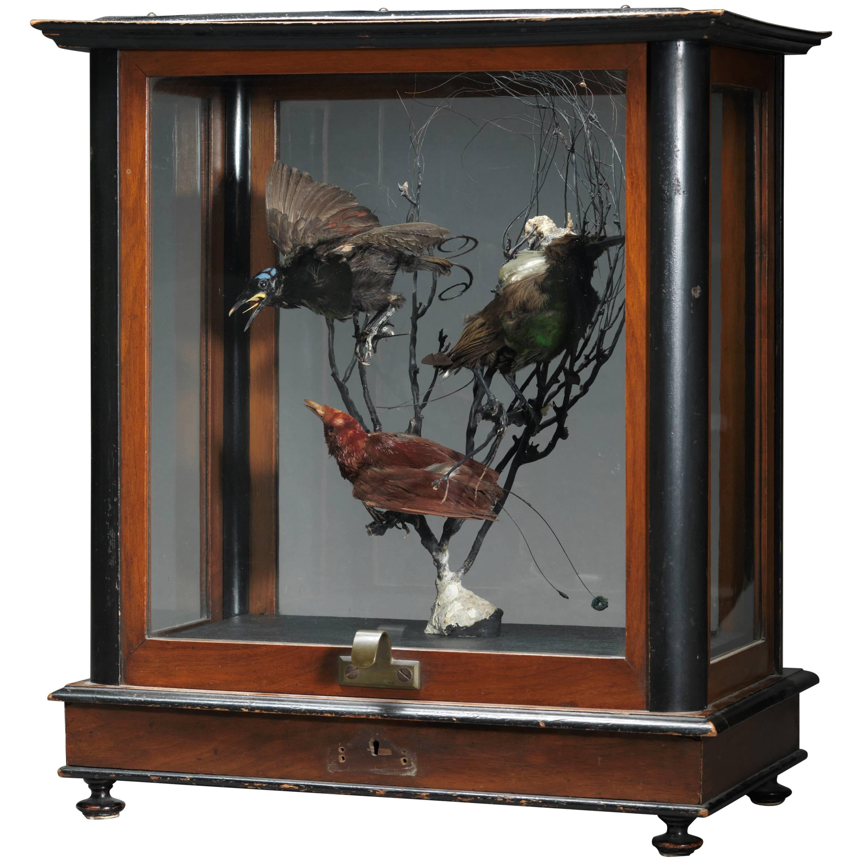 Vintage Case of Three Victorian Paradis Birds
