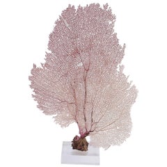 Ventaglio marino Bahama su lucite