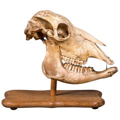 Antique African Giraffe Skull from a Dutch Naturalist's Collection circa 1890