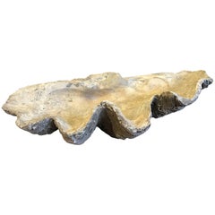 Antique Fossil, Giant Clam 'Tridacna Gigas'.
