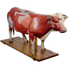 Modèle anatomique de la vache, Allemagne