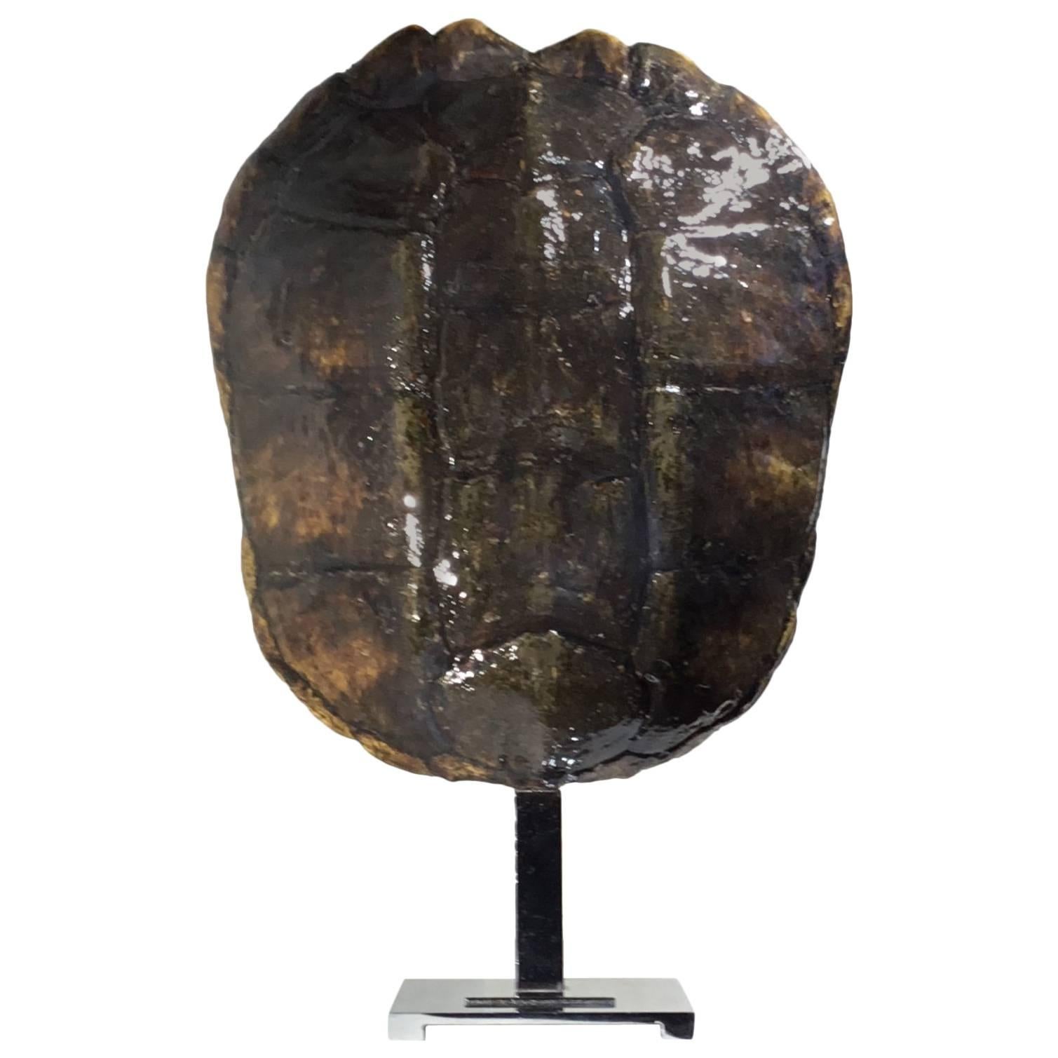 Large Genuine Amricam Frash Water Turtle Shell