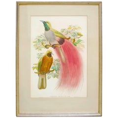 Paradisea Decora Ornithological Colored Lithograph by Gould