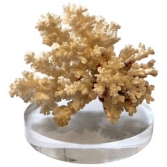 Sculptural Coral Specimen on Lucite Riser