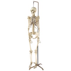 Male Human Skeleton Scientific / Education Model