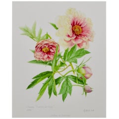 Peony Print by Claire Felloni for Conservatory of Peony France