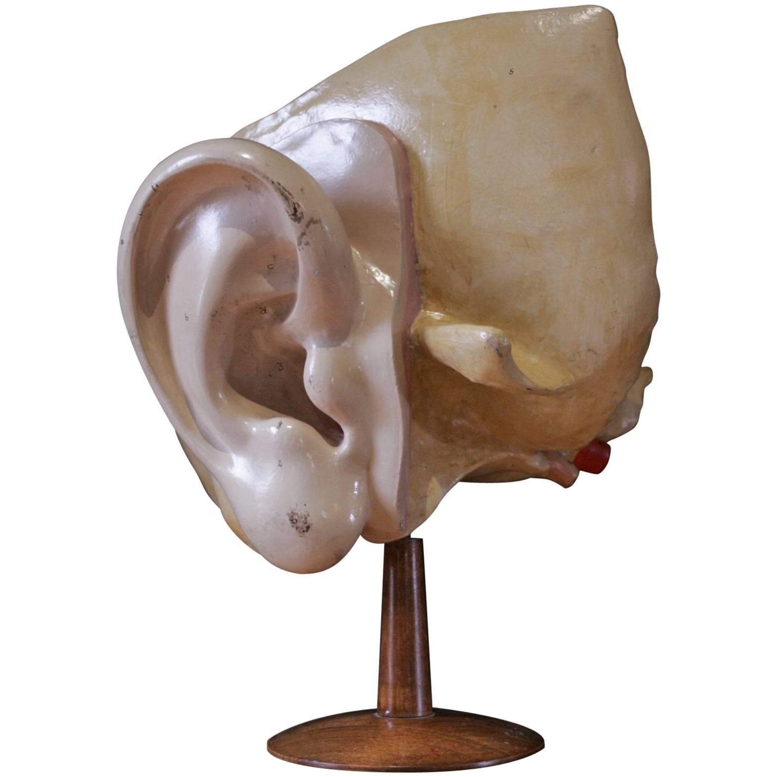 Iner Ear for Cabinet of Curiosity Early 20th Century For Sale