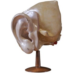 Iner Ear for Cabinet of Curiosity Early 20th Century