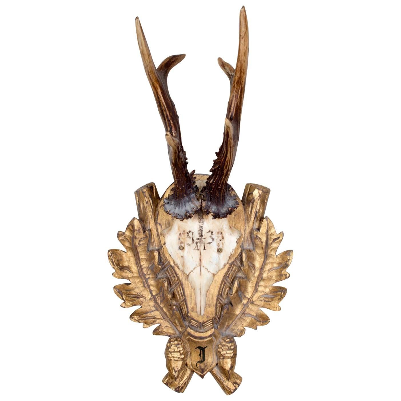 19th Century Roe Trophy of Emperor Franz Josef from Kaiservilla, Austria