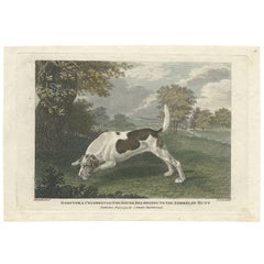 Antique Dog Print of Dabster, a Celebrated Fox Hound by J. Scott, 1797