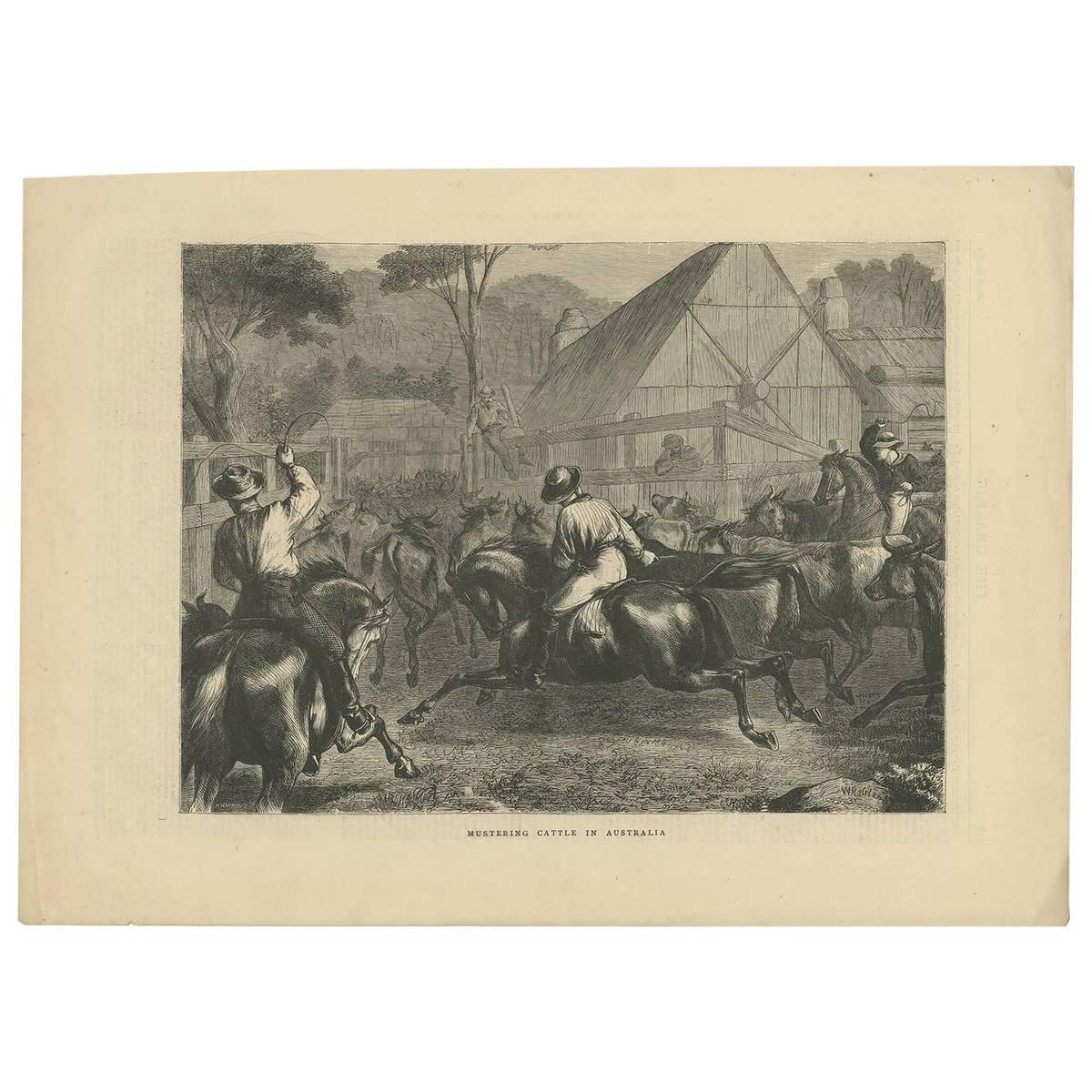 Antique Farm Print of Mustering Cattle in Australia, 1871