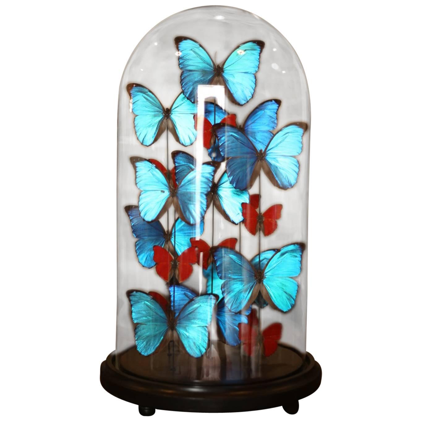 Collection of Domed Butterflies, Blue and Red