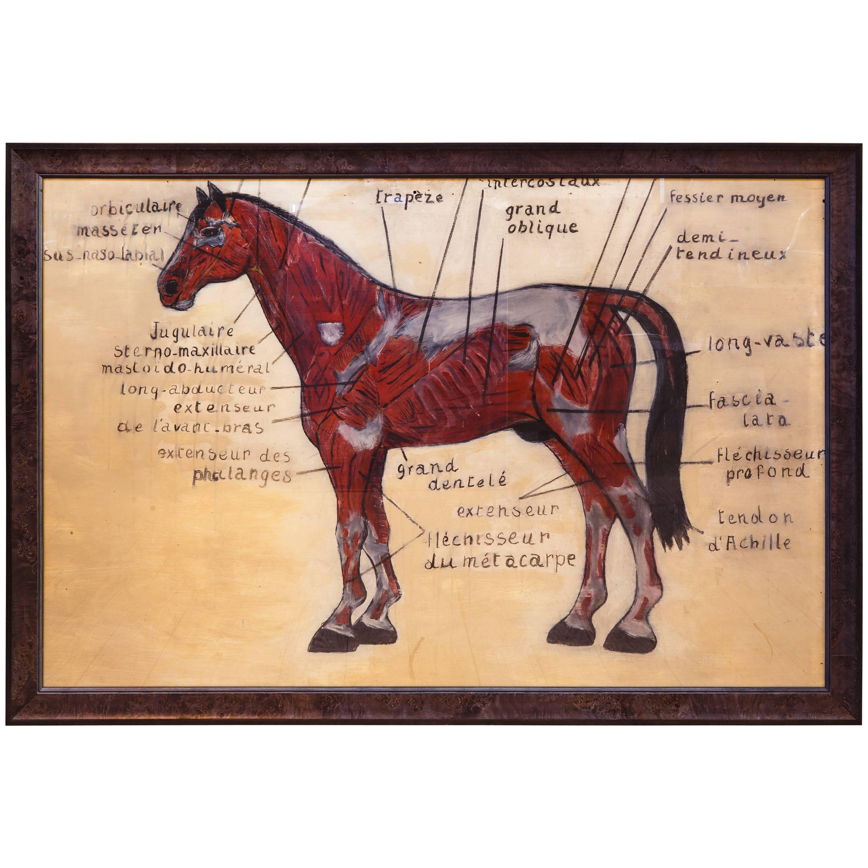 Large Hand-Painted Diagram of Horse in French, circa 1930