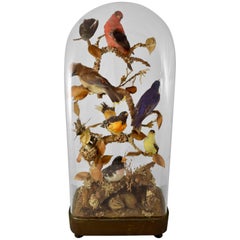 English Victorian Taxidermy Bell Jar, Cloche Diorama, Birds, Chipmunk & Turtle