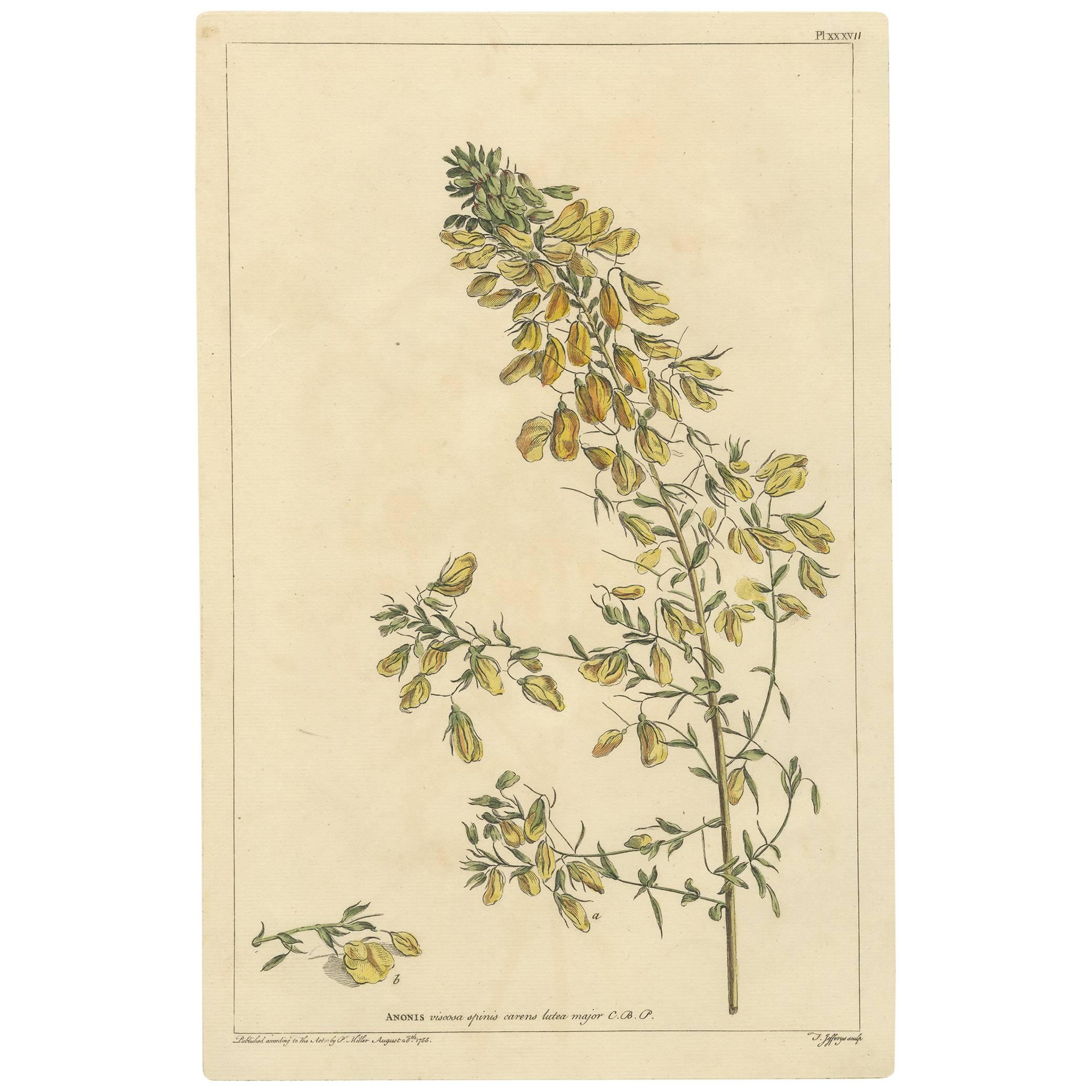Antique Plant Print 'Anonis' by P. Miller, 1755 For Sale