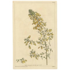Gravure ancienne sur plante 'Anonis' par P. Miller, 1755