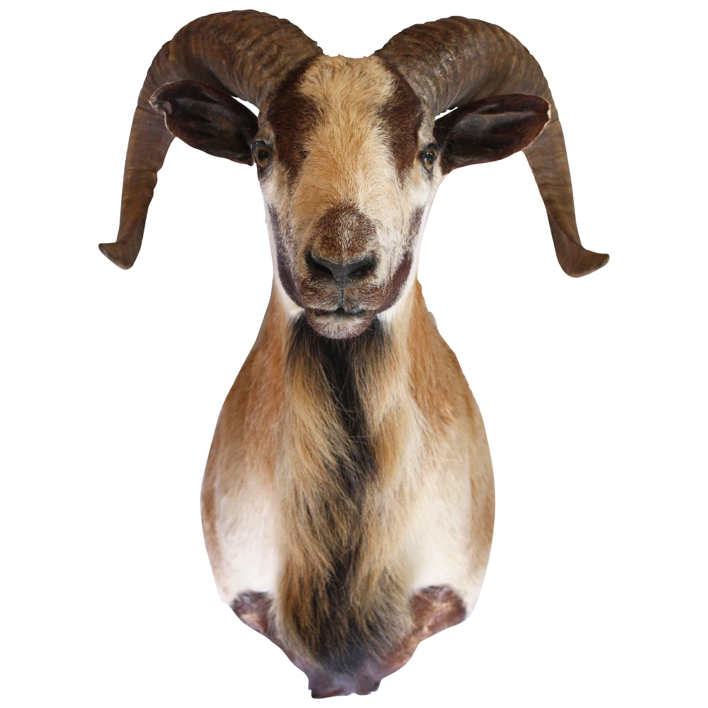 Corsican Ram Goat Shoulder Mount Taxidermy For Sale