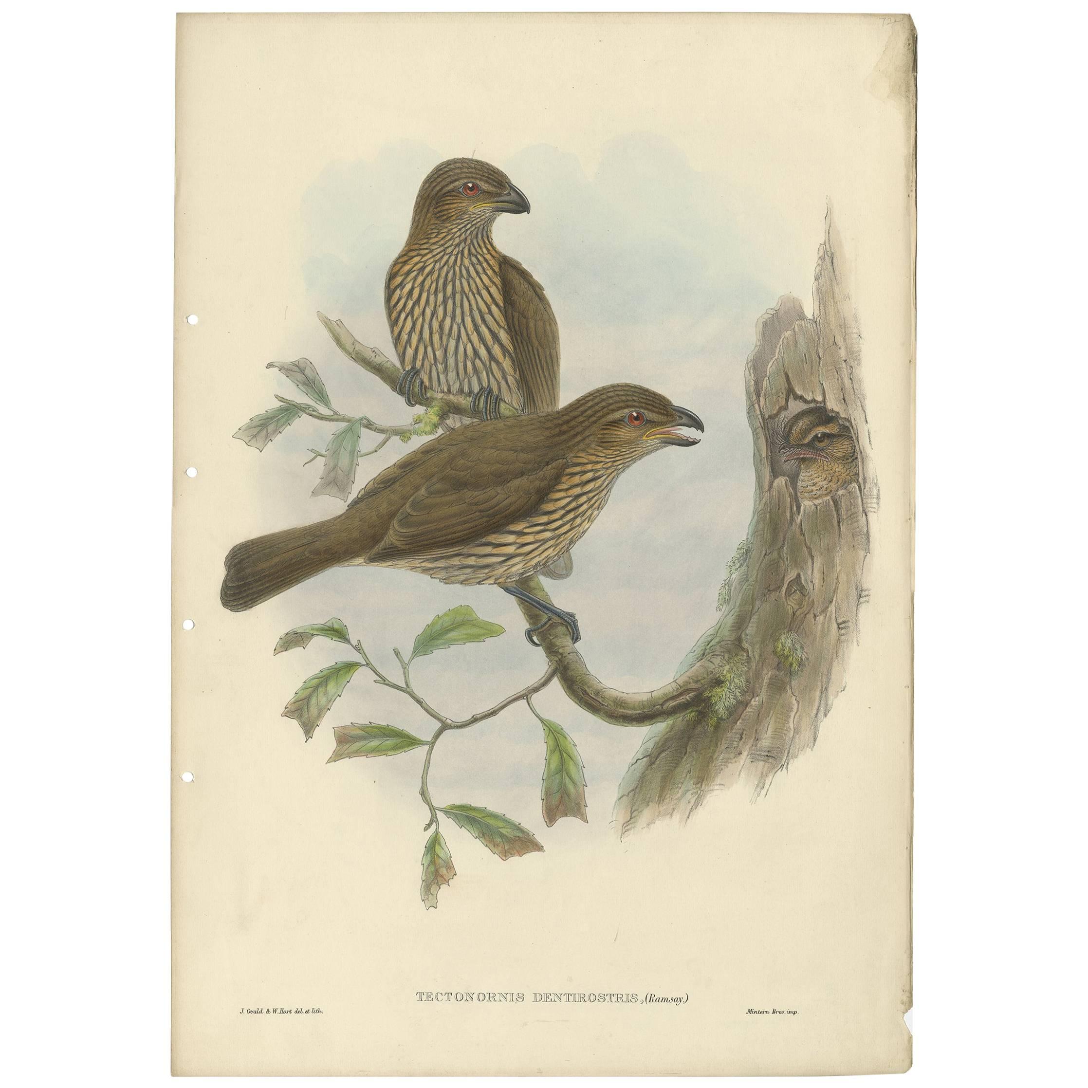 Antique Bird Print of the Tooth-Billed Bower-Bird by J. Gould, circa 1875 For Sale