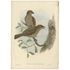 Antique Bird Print of the Tooth-Billed Bower-Bird by J. Gould, circa 1875