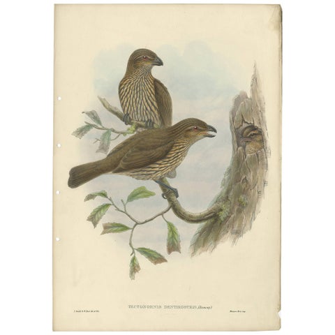 Antique Bird Print of the Tooth-Billed Bower-Bird by J. Gould, circa 1875