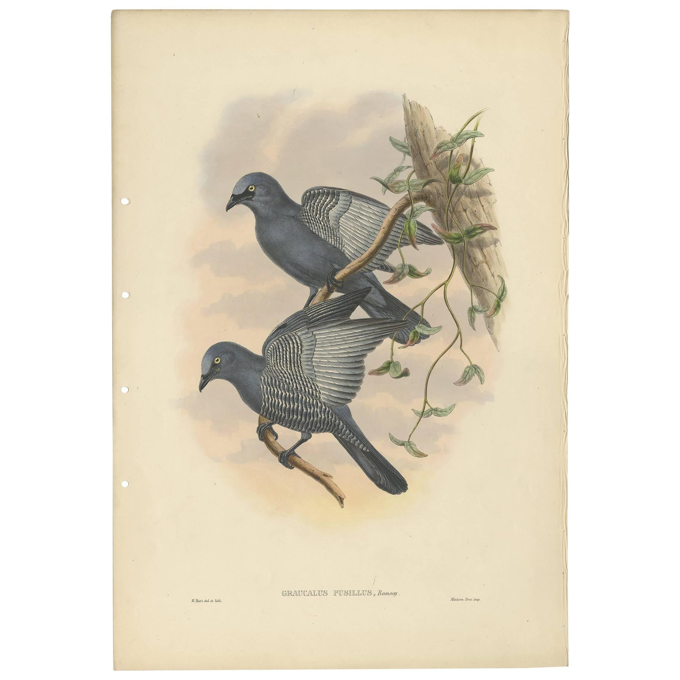 Antique Bird Print of the Yellow-Eyed Cuckooshrike by J. Gould, circa 1875