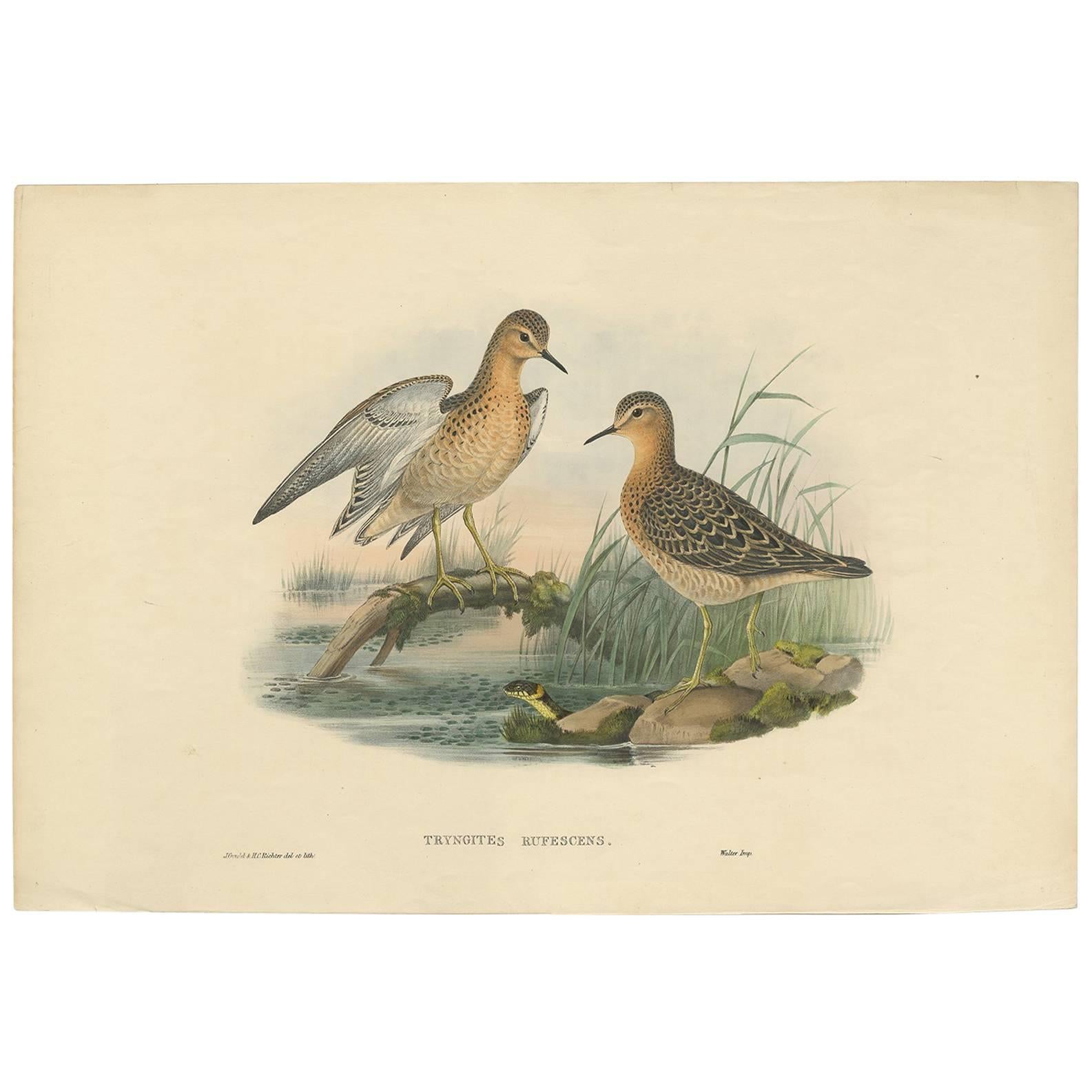 Antiker antiker Vogeldruck des Buff-Brested Sandpipe von J. Gould, um 1870