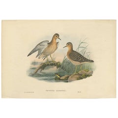 Antique Bird Print of the Buff-Breasted Sandpipe by J. Gould, circa 1870