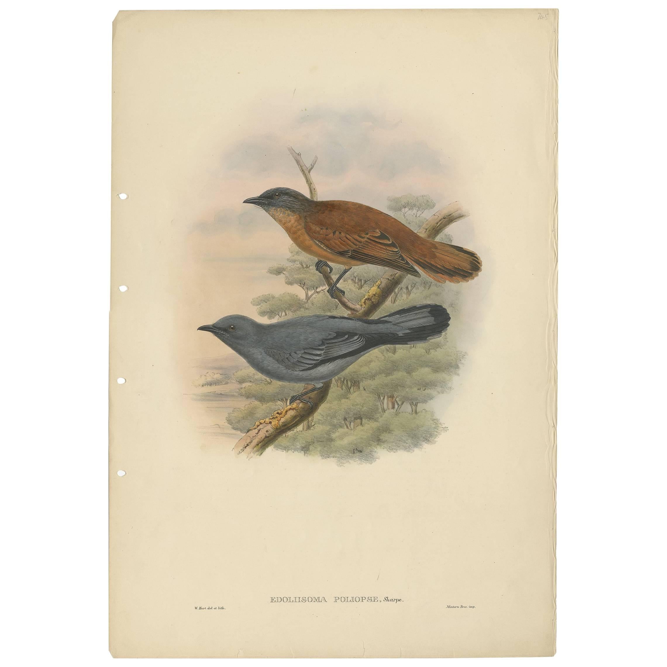 Antique Bird Print of the Grey-faced Cuckoo-Shrike by J. Gould, circa 1875 For Sale