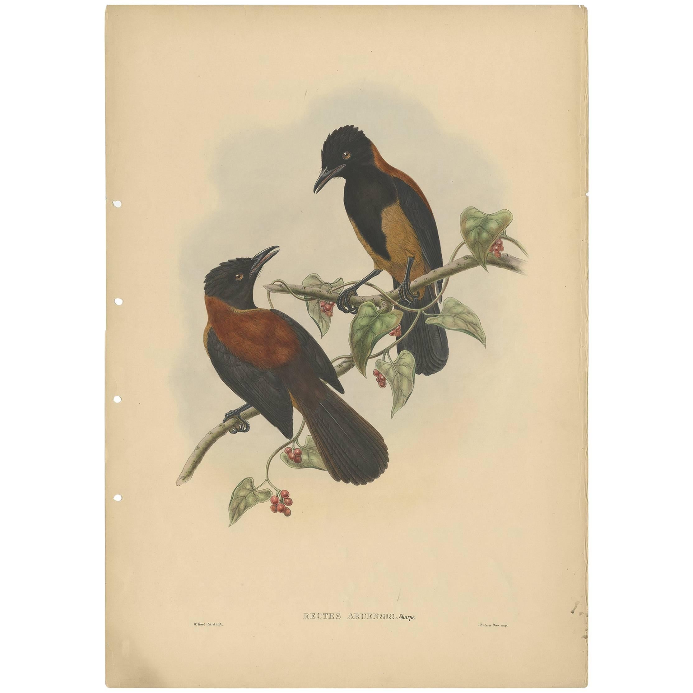 Antique Bird Print of the Aru-Island Wood-Shrike by J. Gould, circa 1875 For Sale