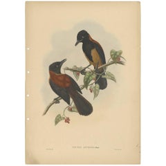Vintage Bird Print of the Aru-Island Wood-Shrike by J. Gould, circa 1875