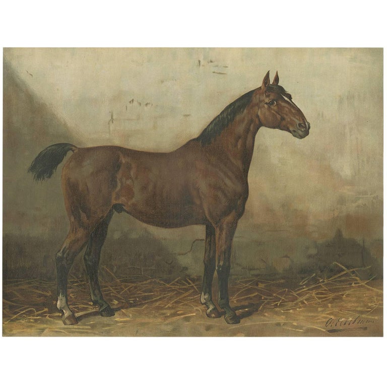 Antique Horse Print of an English Thoroughbred by O. Eerelman, 1898 For
