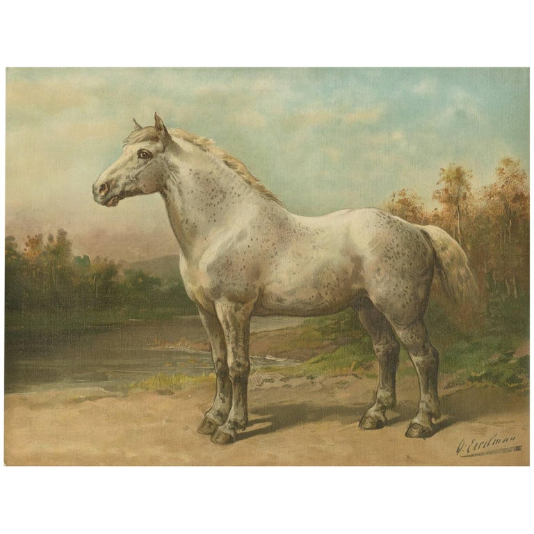 Antique Horse Print of an English Thoroughbred by O. Eerelman, 1898 For