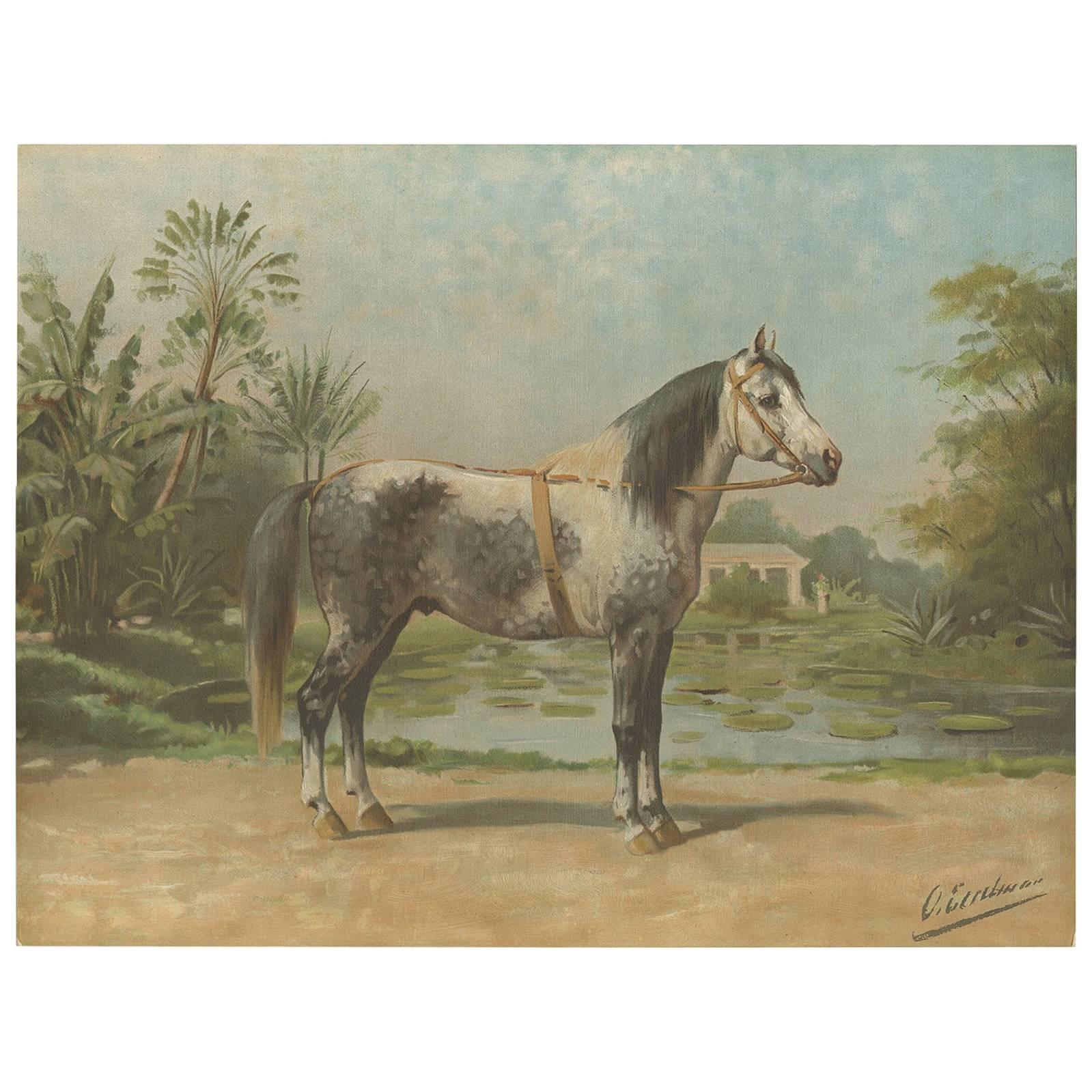 Antique Print of the Sandelwood Horse by O. Eerelman, 1898