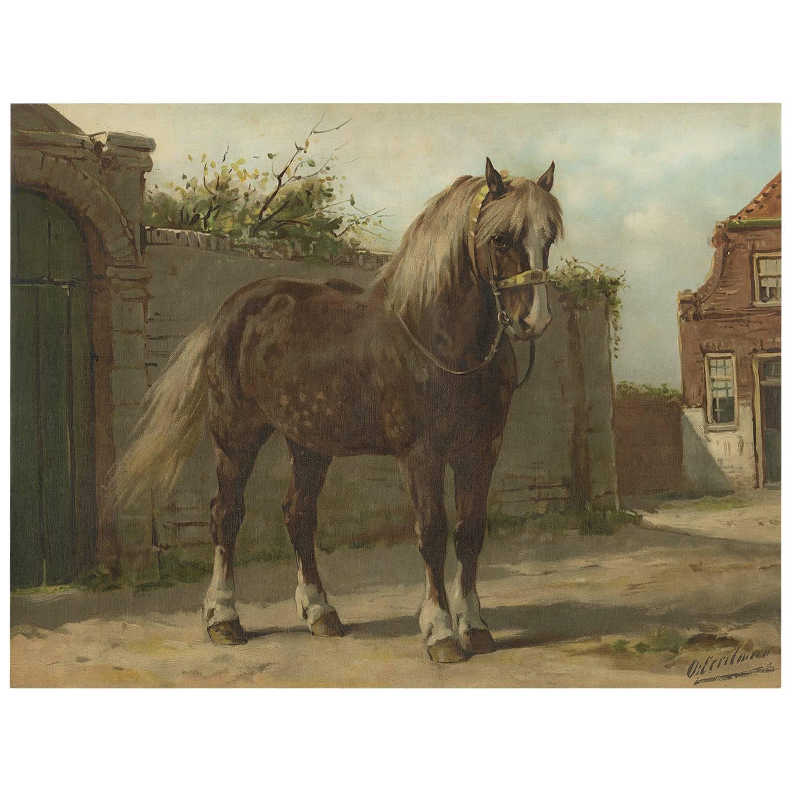 Antique Print of the Zeeland Horse ‘Zeeuwsche Paard’ by O. Eerelman, 1898 For Sale