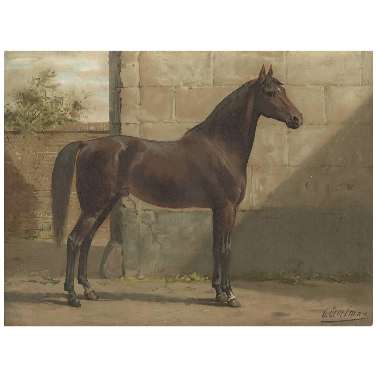 Antique Print of the East Prussian Horse by O. Eerelman, 1898 For Sale