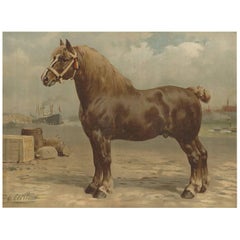 Antique Print of the Belgian Horse by O. Eerelman, 1898