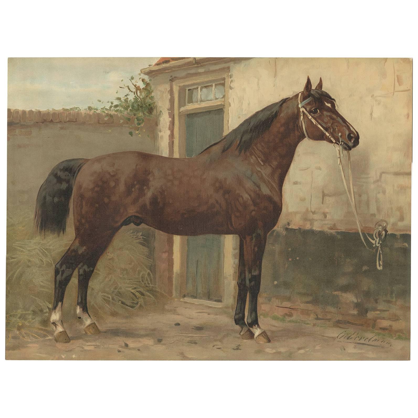 Antique Print of a Norman Horse by O. Eerelman, 1898
