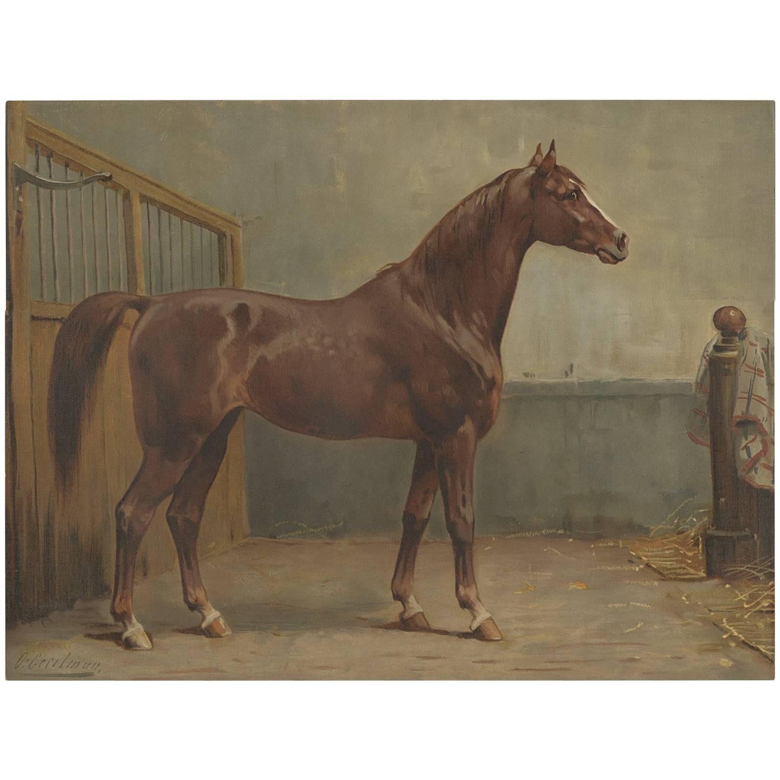 Antique Print of the Hanoverian Horse by O. Eerelman, 1898 For Sale