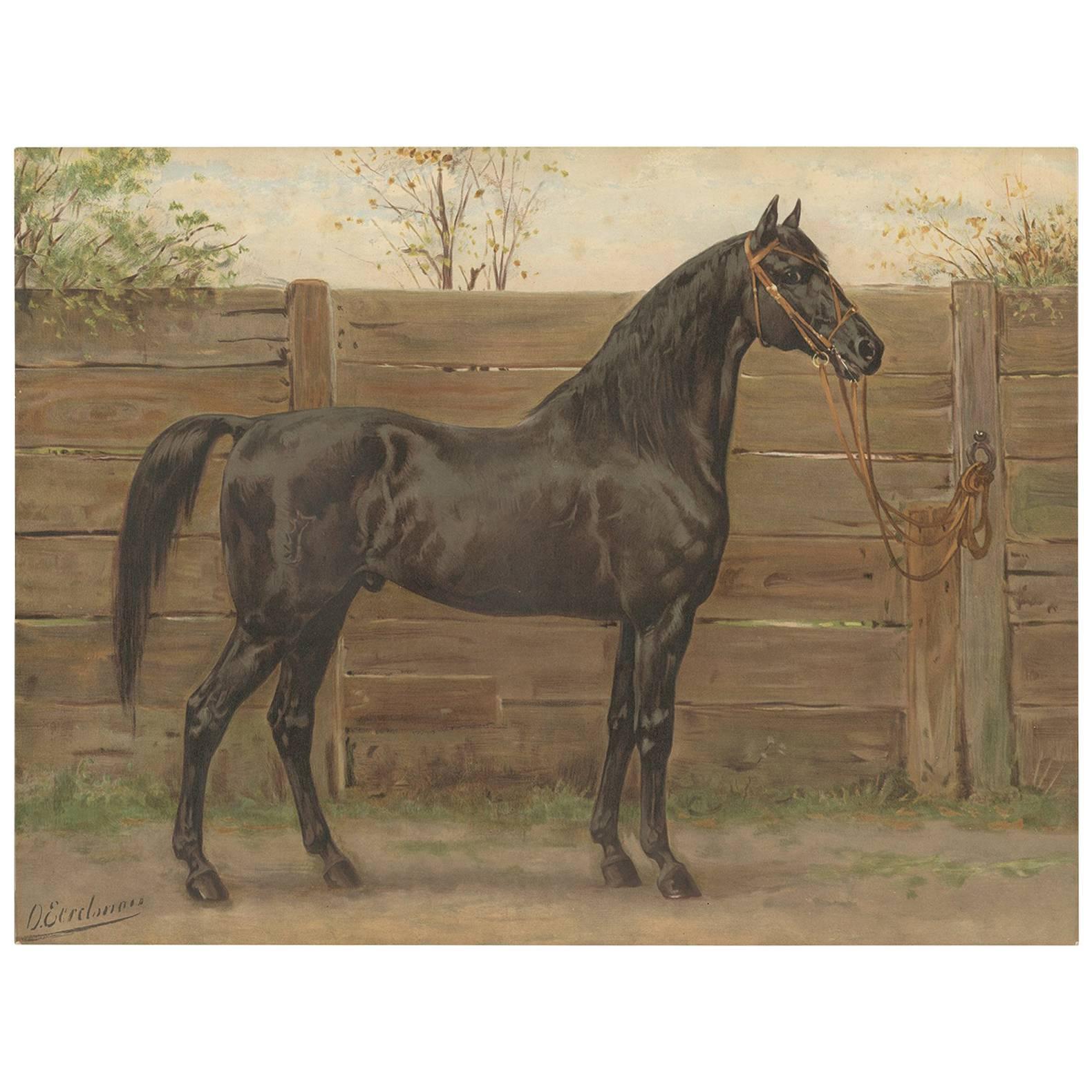 Antique Print of the Trakehner Horse by O. Eerelman, 1898 For Sale