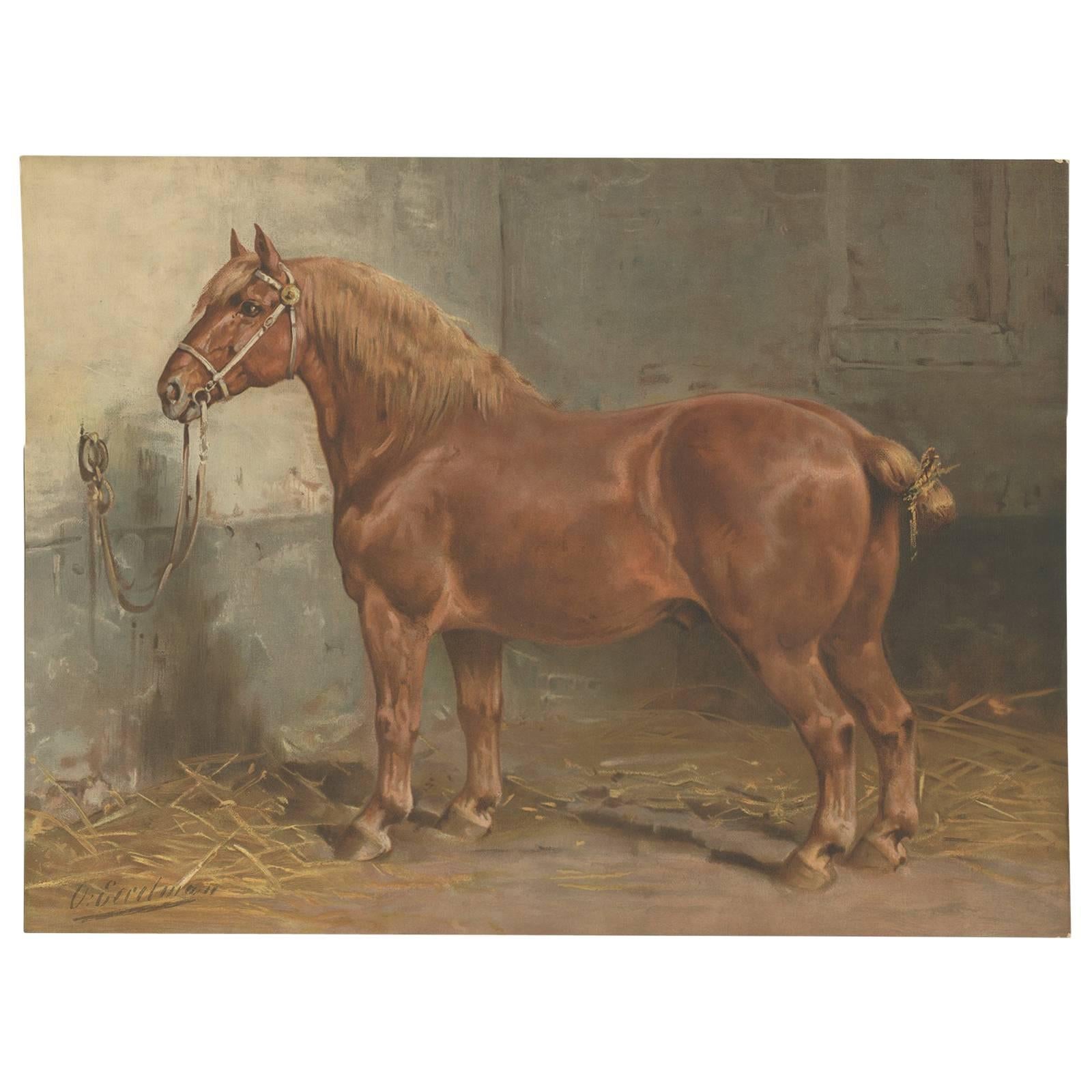 Antique Print of the Suffolk Horse by O. Eerelman, 1898 For Sale
