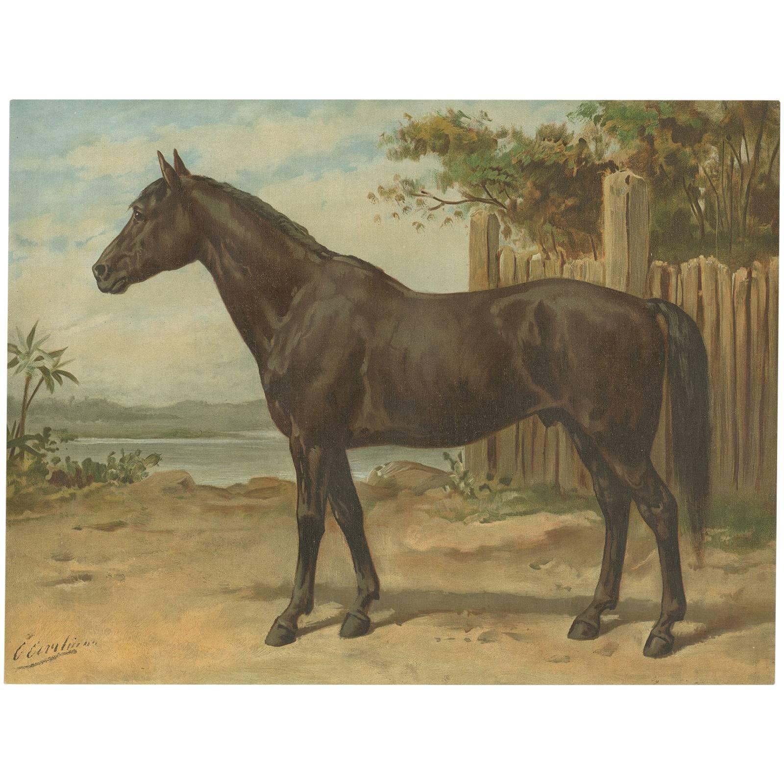 Original Antique Print of the Australian Horse by O. Eerelman, 1898