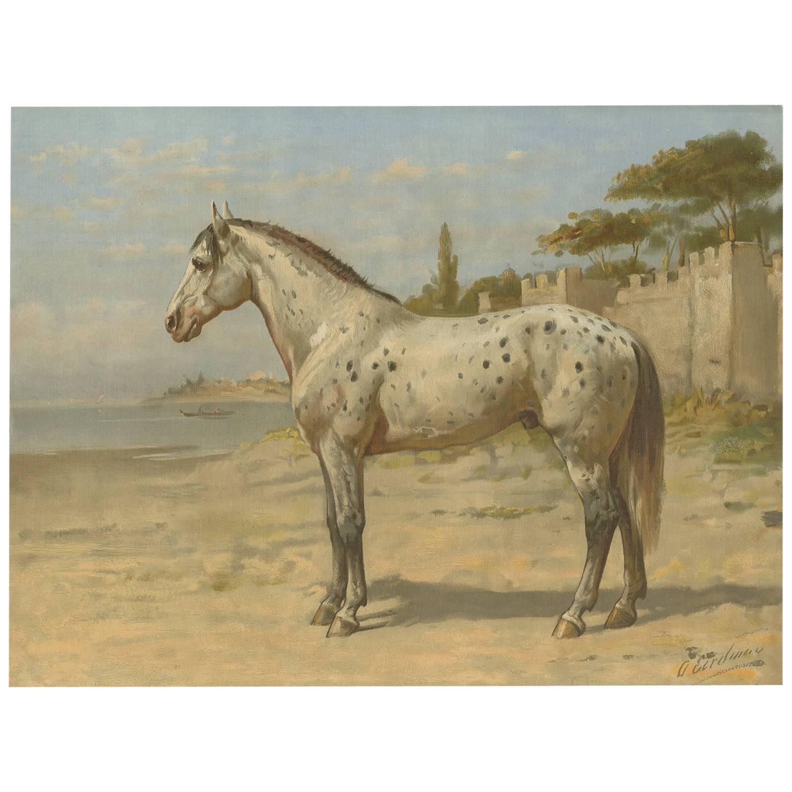 Antique Print of the Turkish Horse by O. Eerelman, 1898